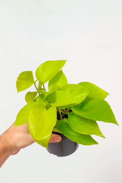 Рослина Епіпремнум Голден d12/h20