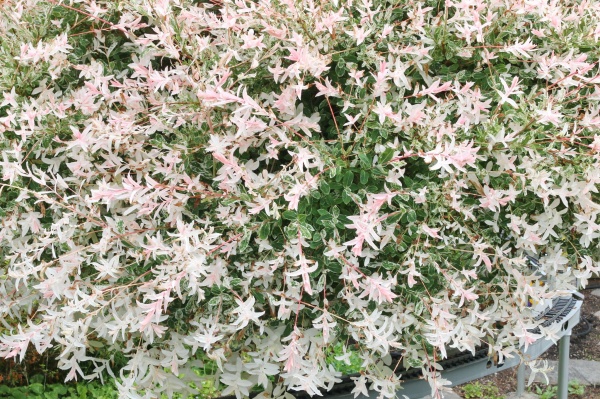 Растение Ива / Salix integra Hakuronishiki, С5 Ра 120-130