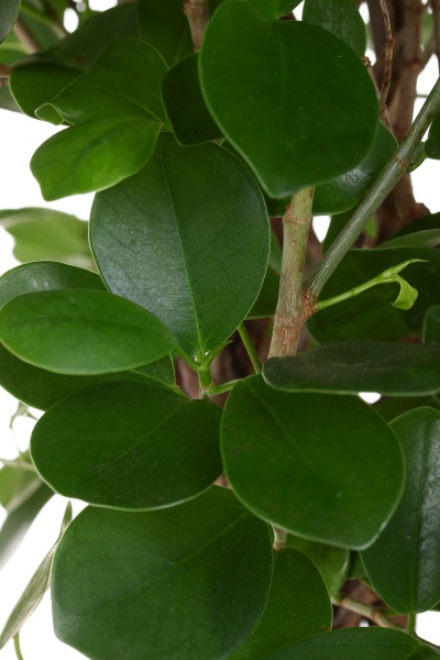 Растение комнатное Фикус Моклам штамб 17x70 см 