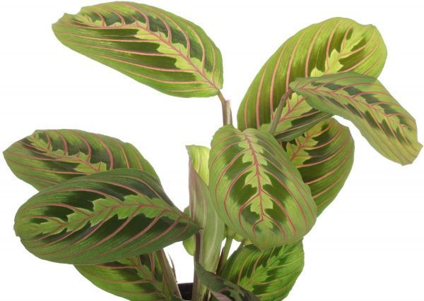 Растение Маранта 12/25 триколор