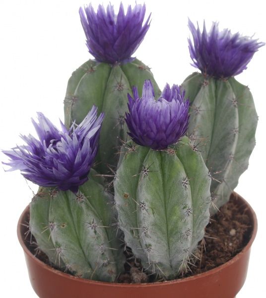 Растение Кактус микс из искусственным цветком 8/12