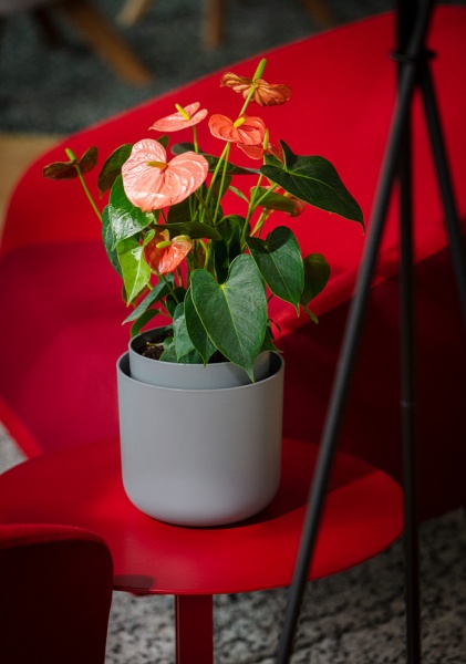 Вазон пластиковий Plastia з системою автополиву Tolita 16 см круглий 1,3 л сірий (1707081620R) 