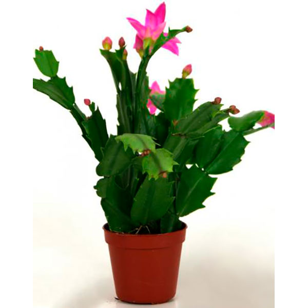 Растение Шлюмбергера микс 9/20