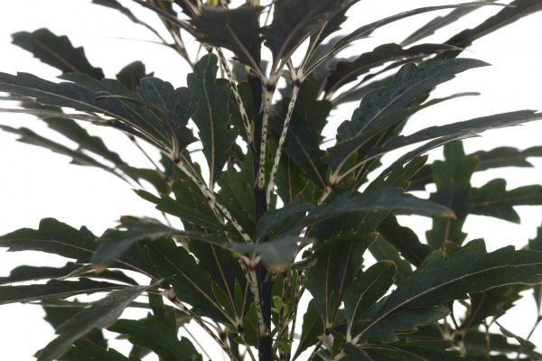 Растение комнатное Дизиготека 12х35