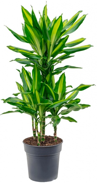 Растение комнатное Драцена Чинто d12/h35