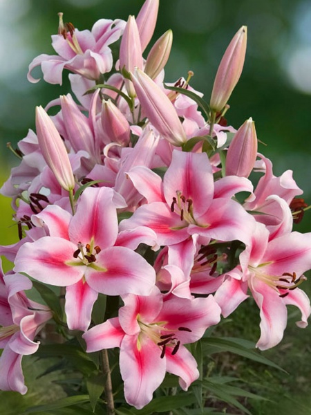 Луковица лилии ОТ Фронтера 1 шт. 