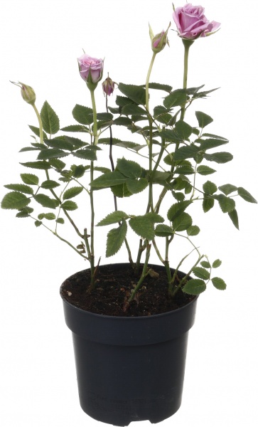 Рослина кімнатна Троянда Парад мікс 10/25
