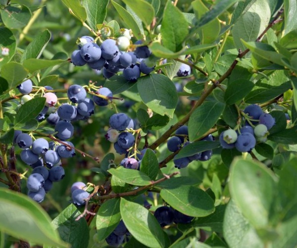 Растение Голубика Блюджей 7,5 л