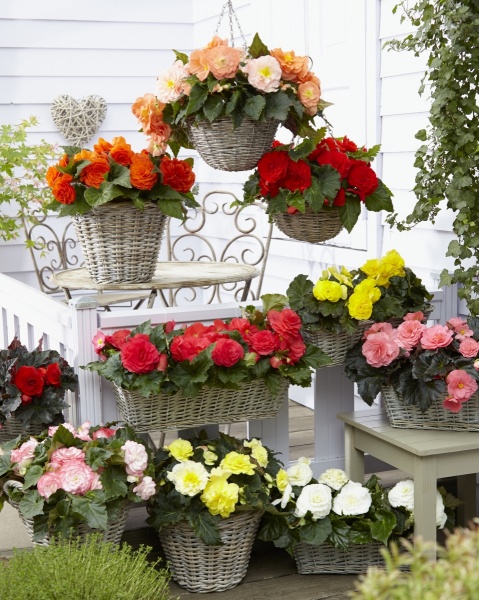 Семена Професійне насіння бегония Гоу-Гоу F1 смесь 10 шт. (4823058203072)