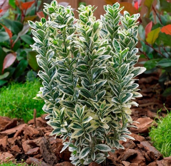 Растение Бересклет белоокайменный С1