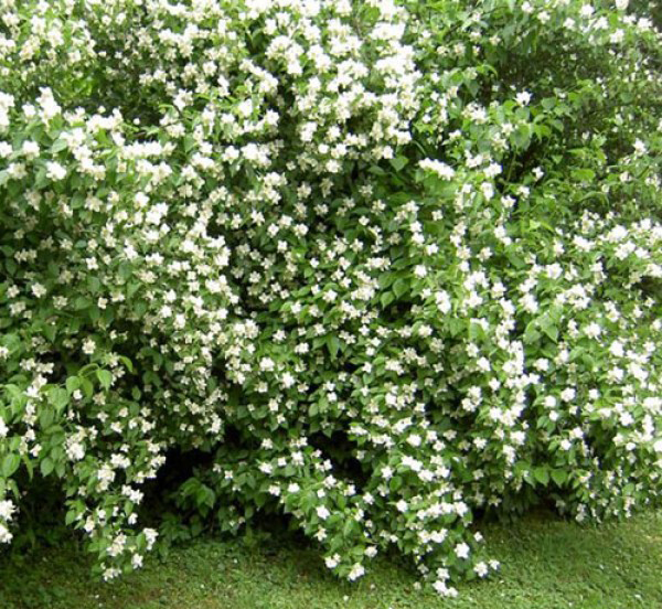 Растение Жасмин d17/h75