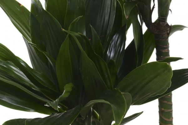 Растение комнатное Драцена Артуро