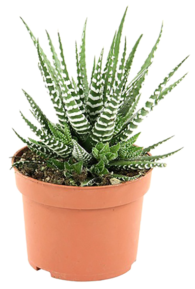 Рослина кімнатна Хавортія 8х15 см мікс