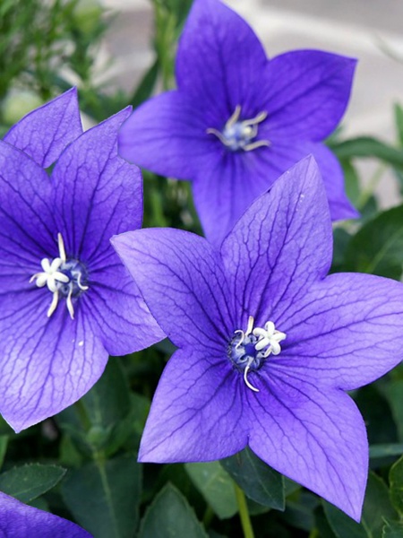 Корневище платикодона синего 1 шт. 