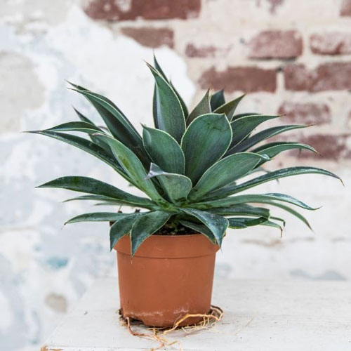 Растение Мангава лавендер d23/h35