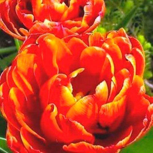 Цибулина Яскрава Double Allegretto 3 шт. 