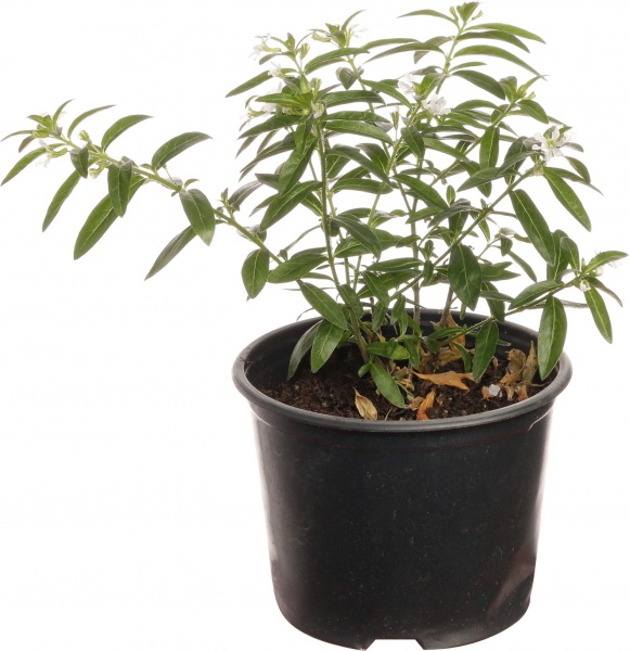 Растение декоративное Куфея хиссопифолия Мирто д.9
