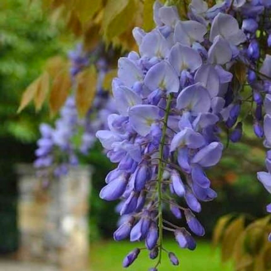 Саженец Глициния обильноцветущая Ludwik Lawin (K23-S23 h40-60 C2)