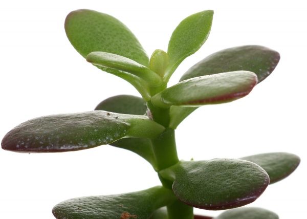 Растение Суккуленты микс 5,5/5