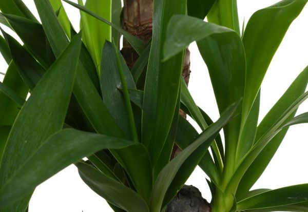 Растение Юкка 21х110 см 3 гг