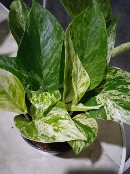 Рослина Епіпремнум Марбел Квін d12/h20