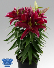 Луковица VWS EXPORT – IMPORT OF FLOWERBULBS B.V. лилии восточной горшечной Ред Редиенс 1 шт.