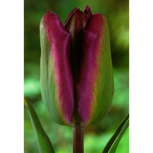 Луковица Яскрава Тюльпан виридифлора Nightrider 3 шт.