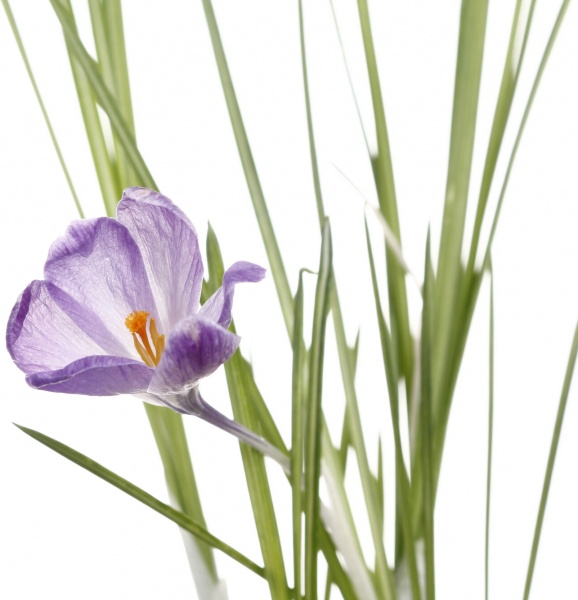 Рослина кімнатна Крокус мікс 9/10