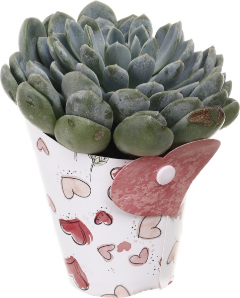 Рослина кімнатна Сукулент мікс 10х12 см