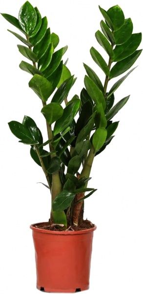 Рослина кімнатна Заміокулькас 17/75 Zamioculcas Zamiifolia