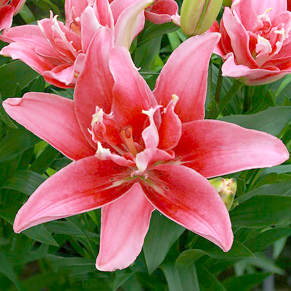 Луковица Лилия азиатская махровая Double Lady 1 шт. Яскрава