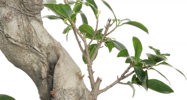 Растение комнатное Бонсай 35/100