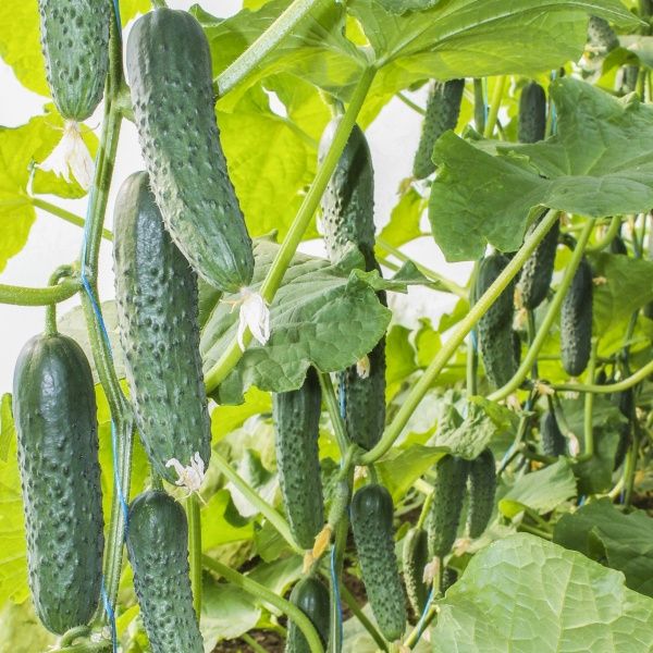 Семена Професійне насіння огурец Гуннар F1 10 шт. (4820176692771)