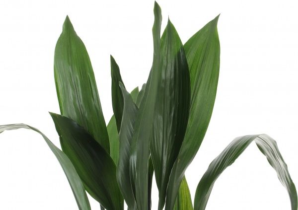 Растение Аспидистра 20х110 см