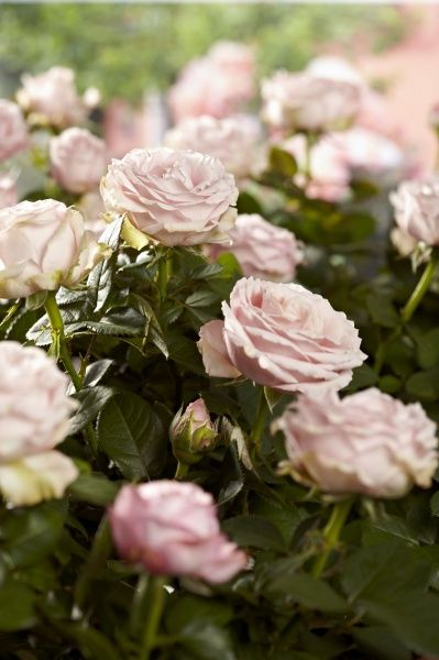 Ножиці Gardena для троянд 359-20 359-20