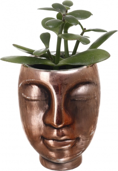 Рослина кімнатна Сукуленти кераміка (обличчя) mix 6 см