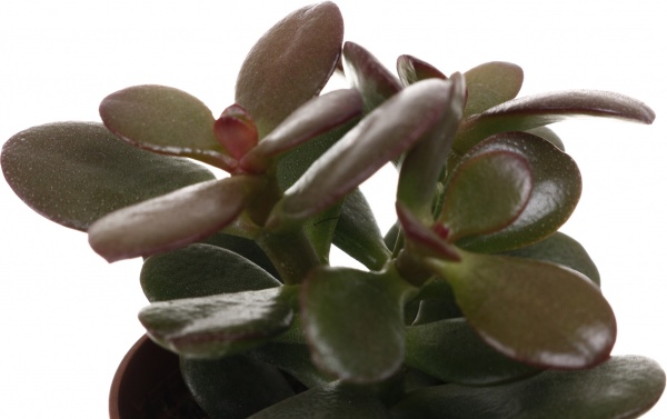 Рослина кімнатна Сукулент 5х8 см