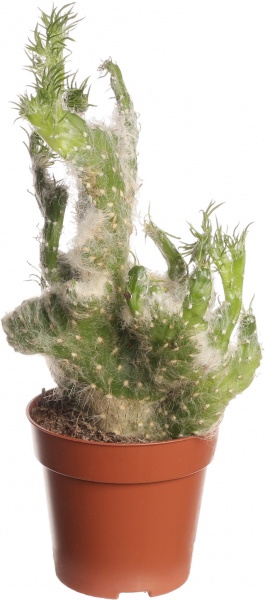 Рослина Опунтія мікс 10/20-30