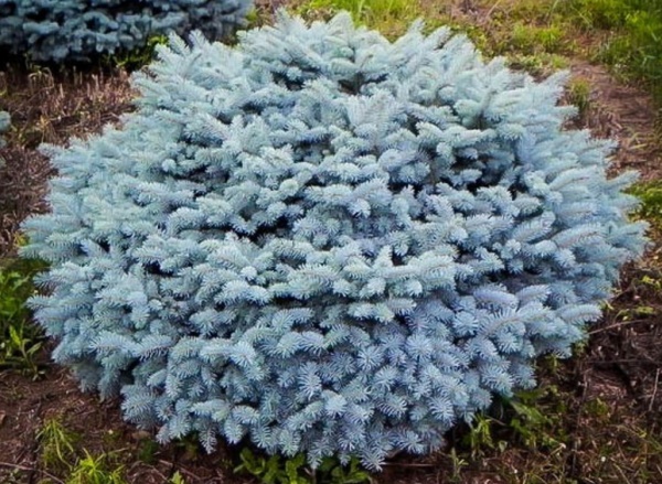 Растение Ель колючая / Picea pungens Glauca Globosa, C20