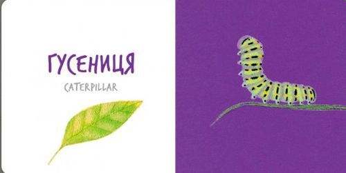 Книга Катерина Таберко «Комахи» 978-617-7395-16-3