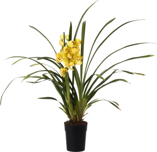 Растение комнатное Цимбидиум 14х60 см 1 ствол микс