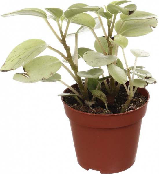 Рослина кімнатна Плантмікс 09//20