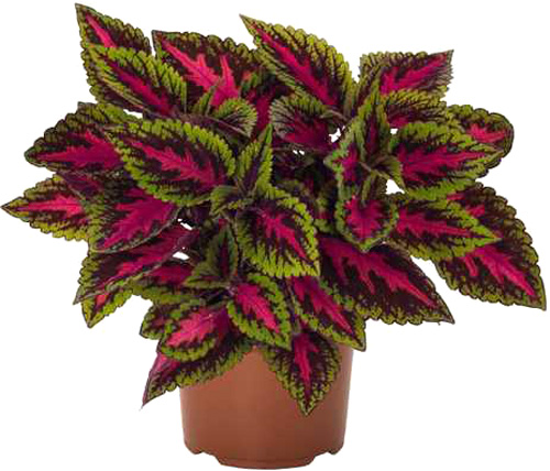 Растение Колеус d9