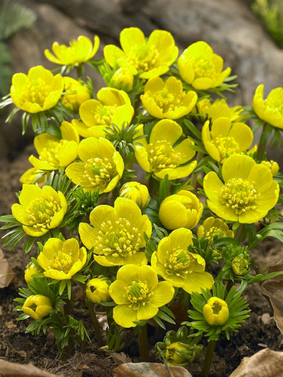 Корнеклубень TUBERBULB Export B.V. эрантиса киликийского 5 шт.