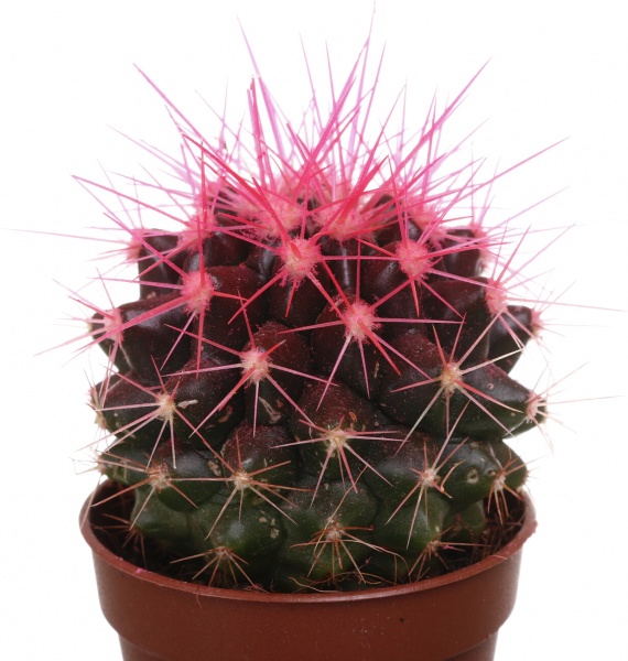 Растение Eхинокактус колор d5,5/h8