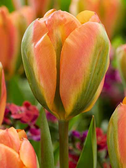 Луковица тюльпана зеленоцветкового Оранж Мармелад 3 шт. 