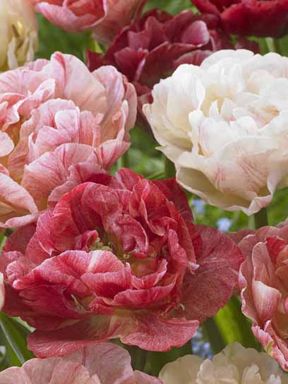 Луковица тюльпана махрового позднего Пепток 3 шт. 