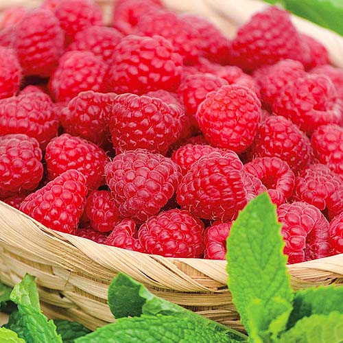 Растение Рубус Малина зюганая d15/h50