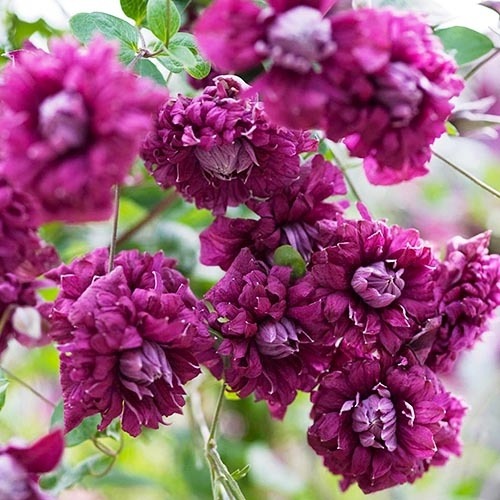 Растение Клематис пурпурный элеганс d11/h40