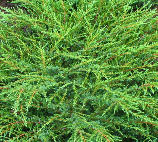 Растение Можжевельник Грин Карпет d15/h25